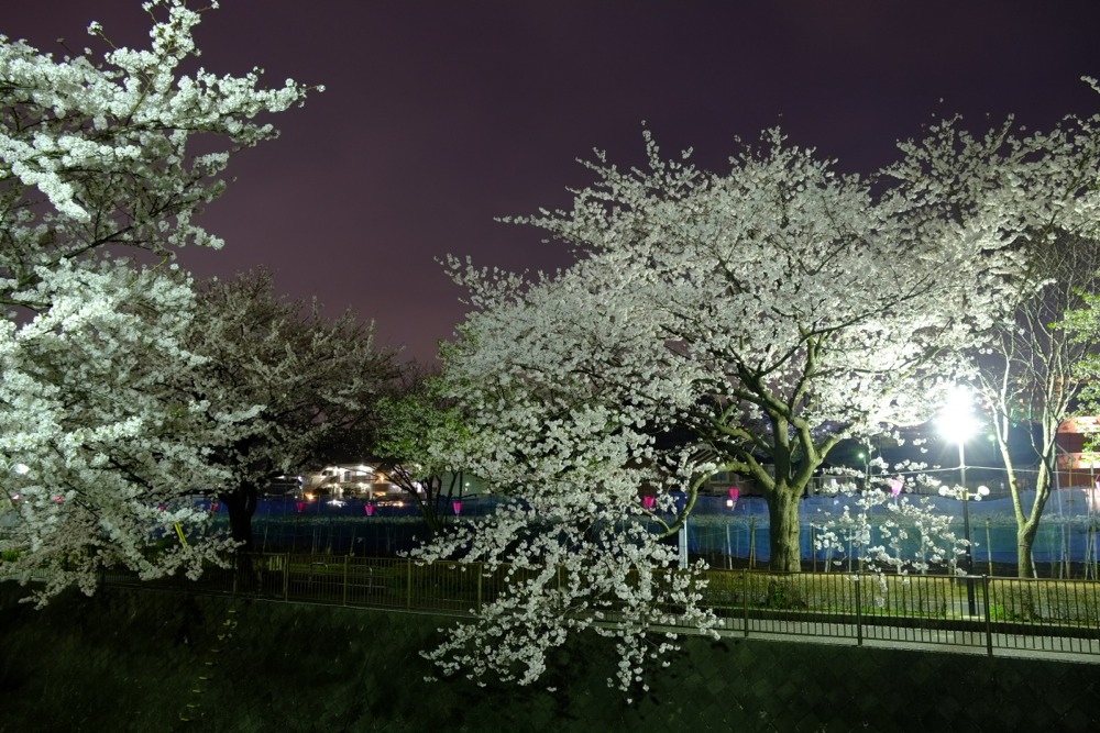 ライトアップされた三沢川沿いの桜並木