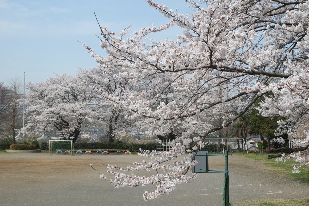 稲城市立稲城第二小学校 桜の木