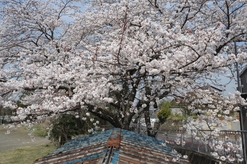 稲城市立稲城第二小学校 桜の木