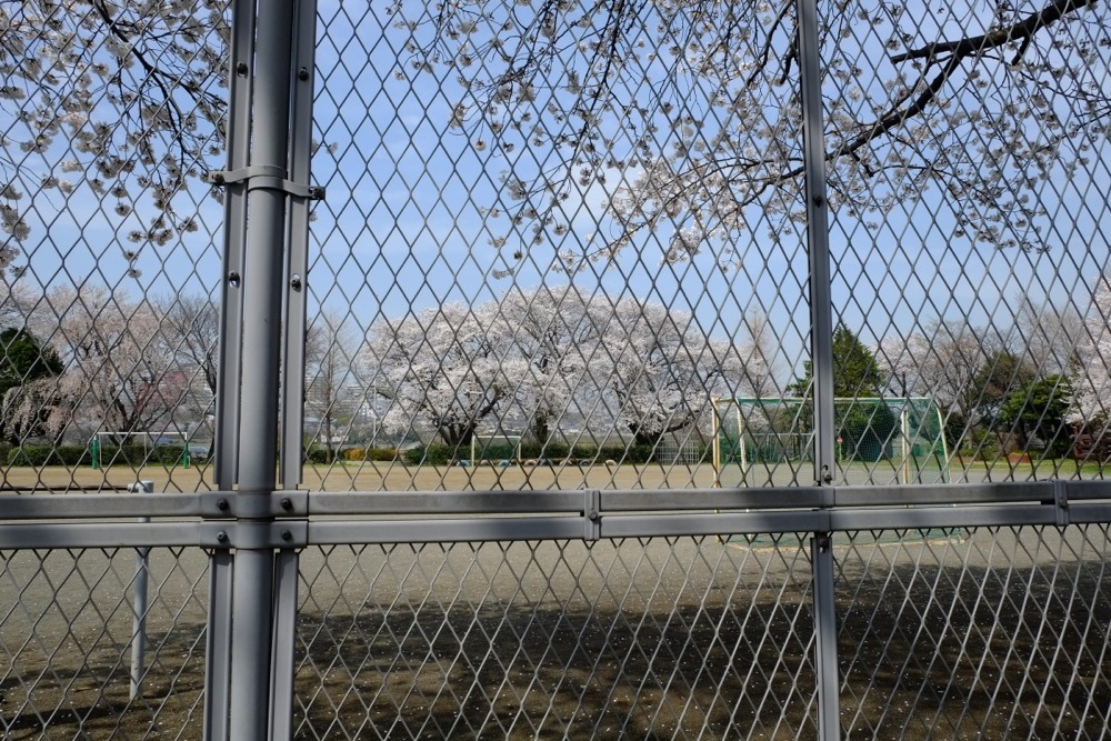 稲城市立稲城第二小学校 桜の木