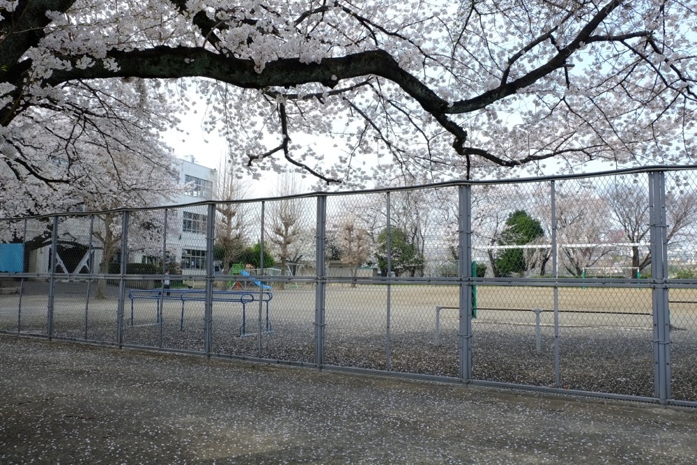 稲城市立稲城第二小学校 桜の木