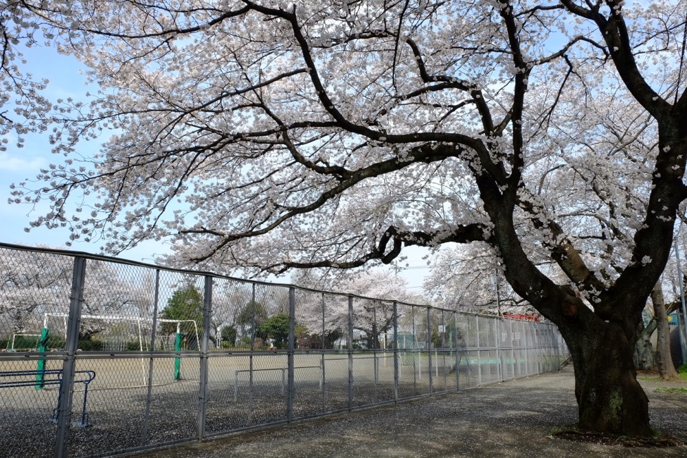 稲城市立稲城第二小学校 桜の木