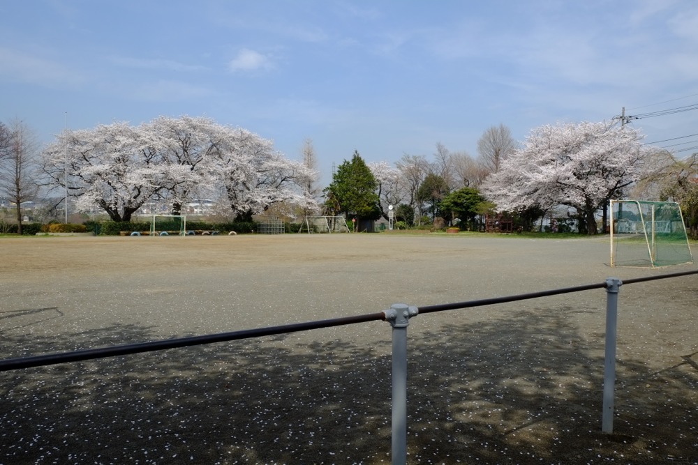 稲城市立稲城第二小学校 桜の木