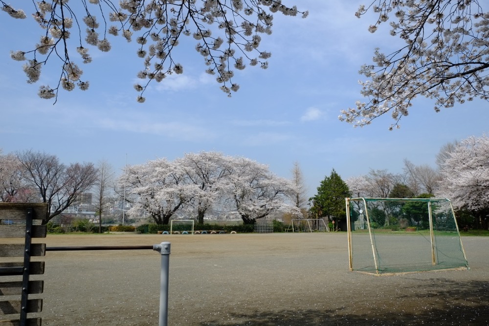 稲城市立稲城第二小学校 桜の木