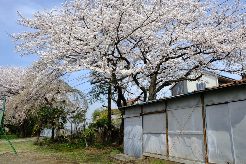 稲城市立稲城第二小学校 桜の木