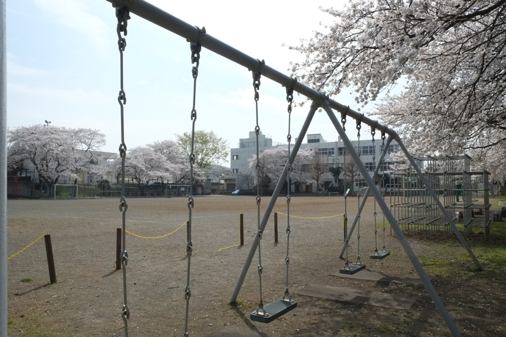 稲城市立稲城第二小学校 桜の木