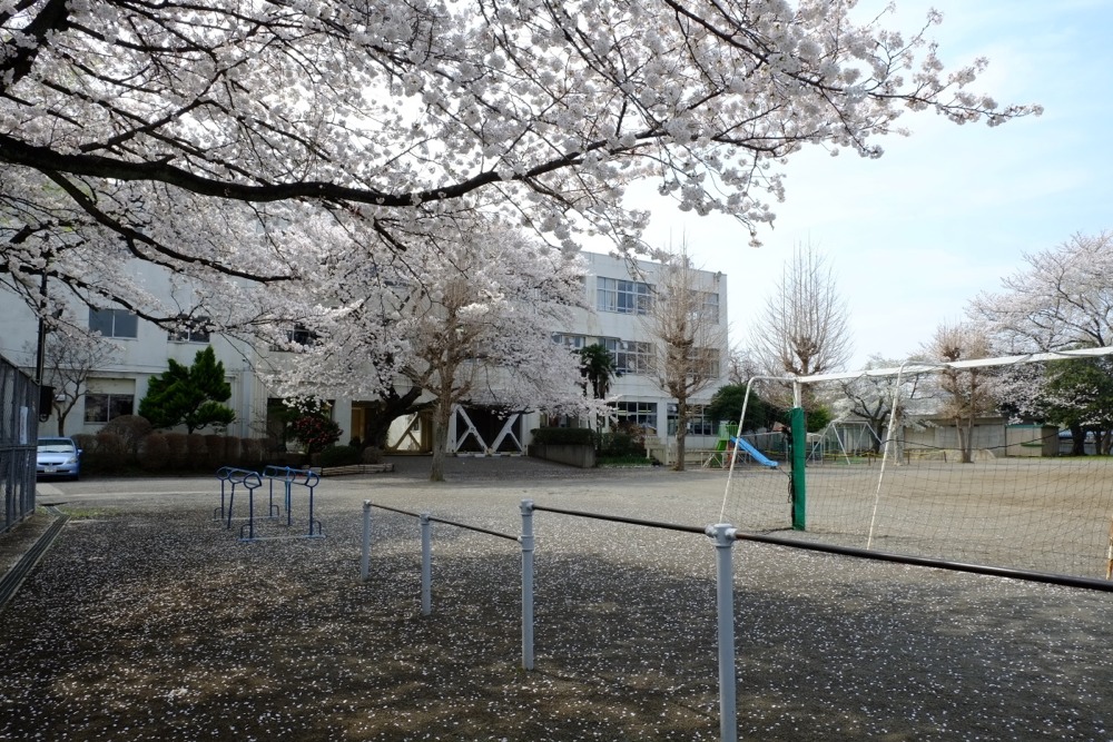 稲城市立稲城第二小学校 桜の木