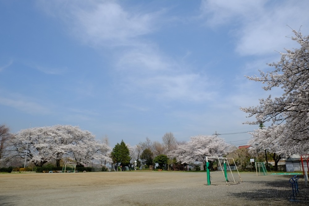 稲城市立稲城第二小学校 桜の木