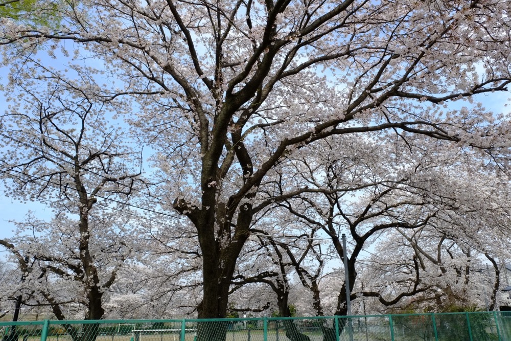 稲城市立稲城第二小学校 桜の木