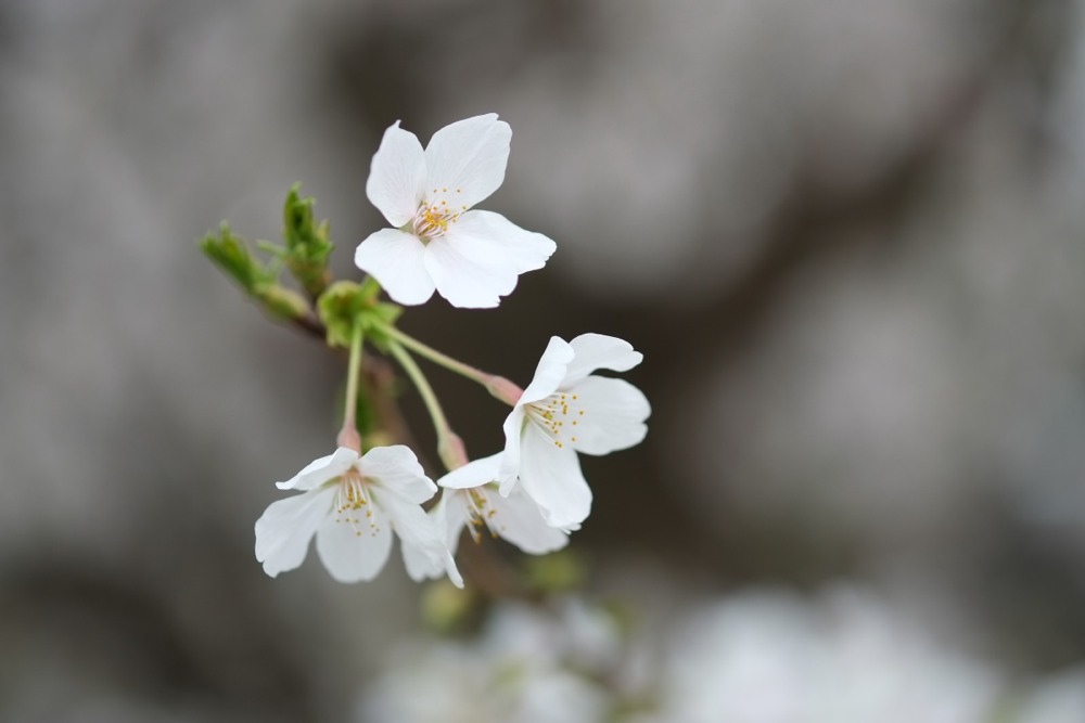 多摩川の桜