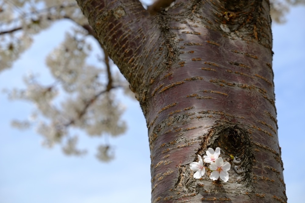 多摩川の桜