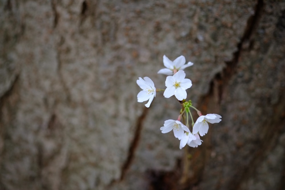 多摩川の桜