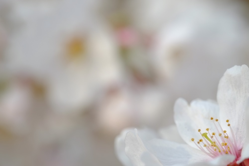 多摩川の桜