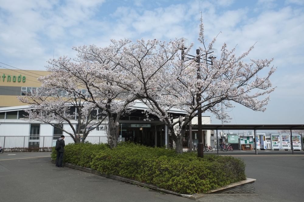 京王線 稲城駅前の桜