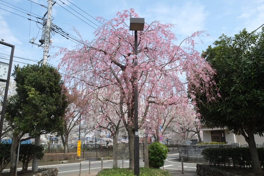 本郷公園のしだれ桜