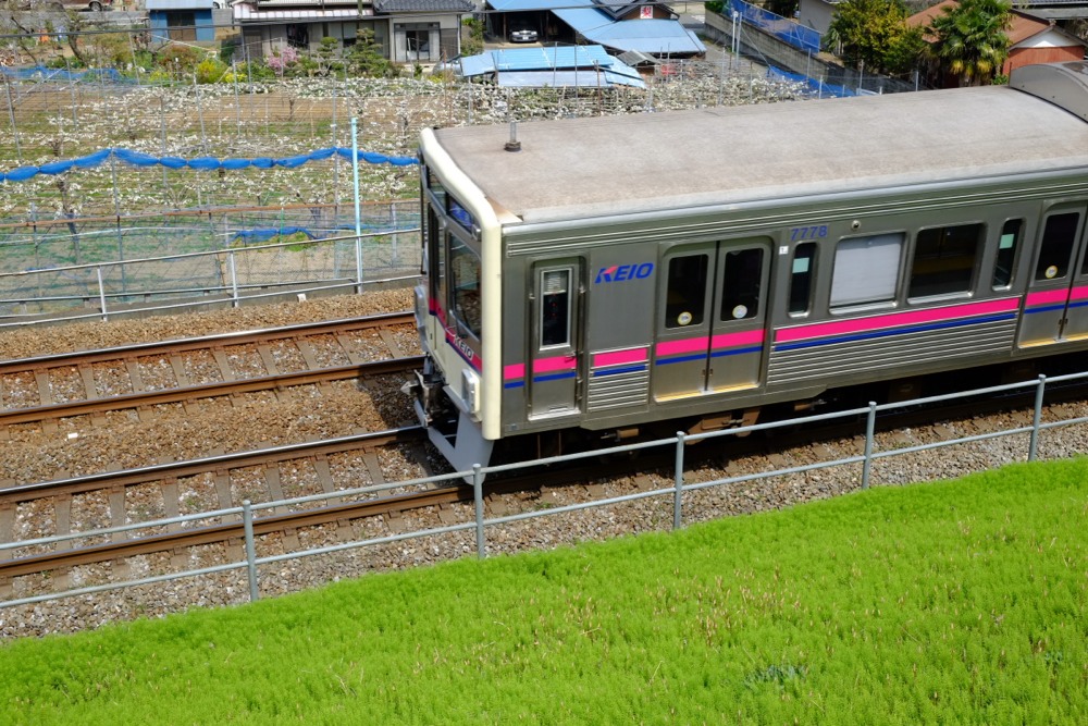 つくしと京王線 稲城市の写真