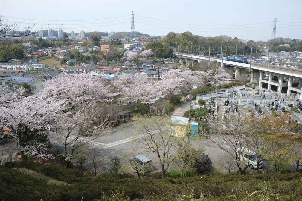 妙見寺の桜