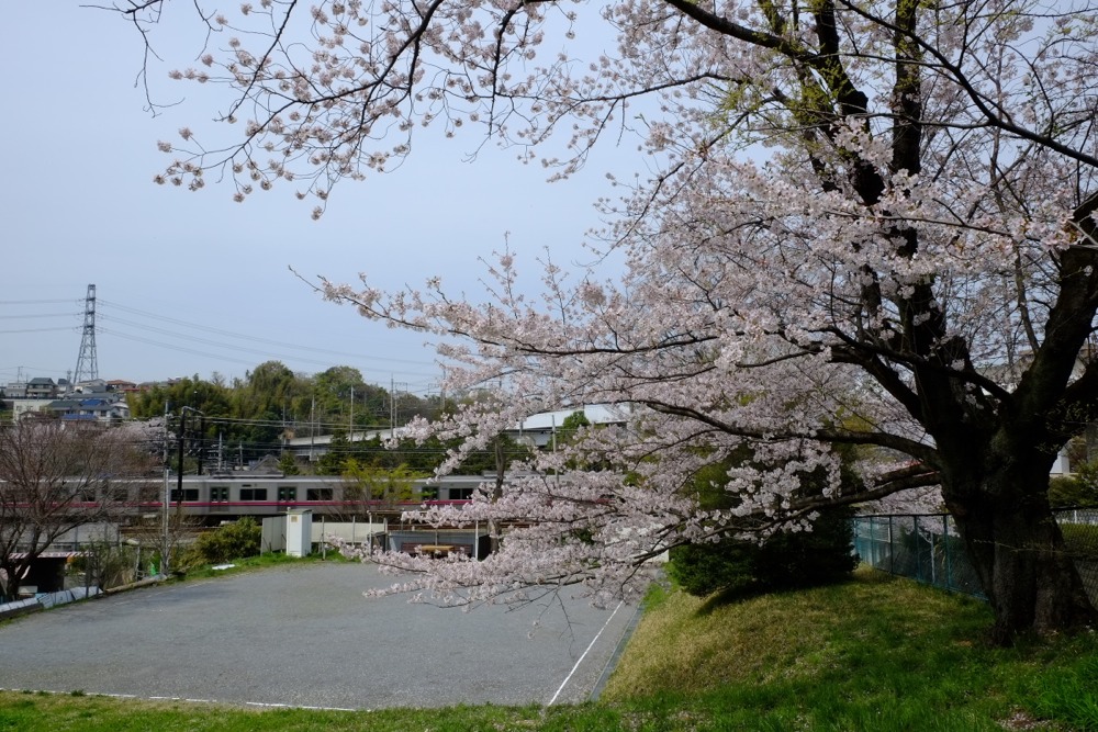 百村スポーツ広場の桜