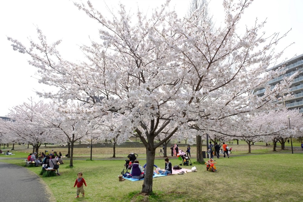 若葉台公園でのお花見