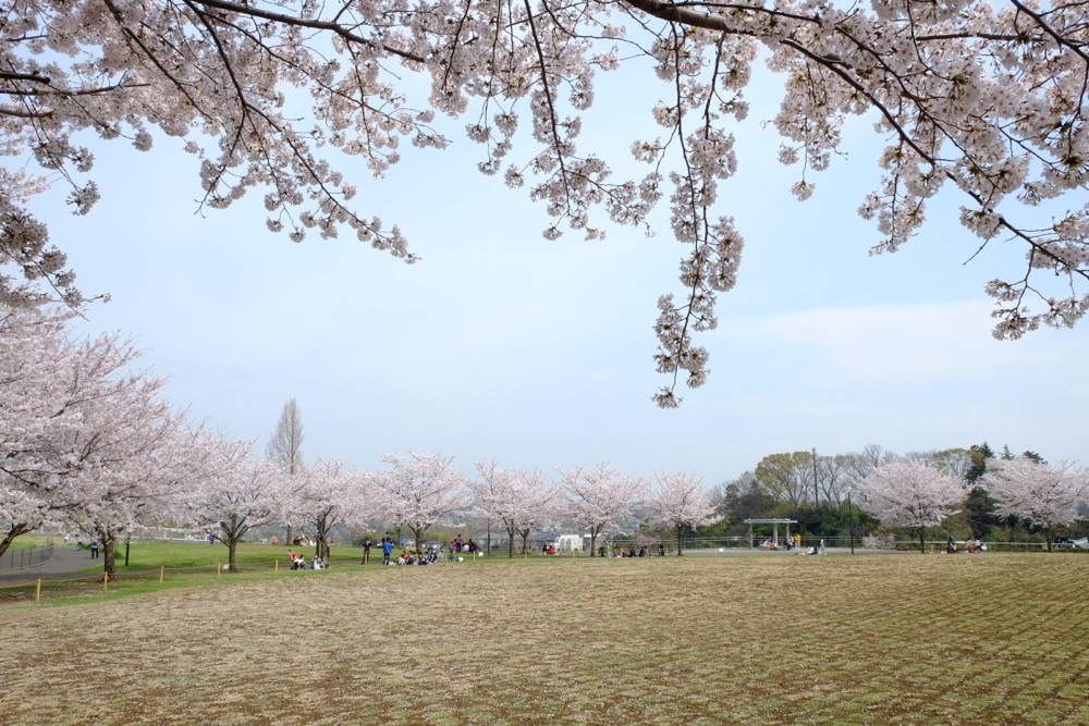 若葉台公園でのお花見