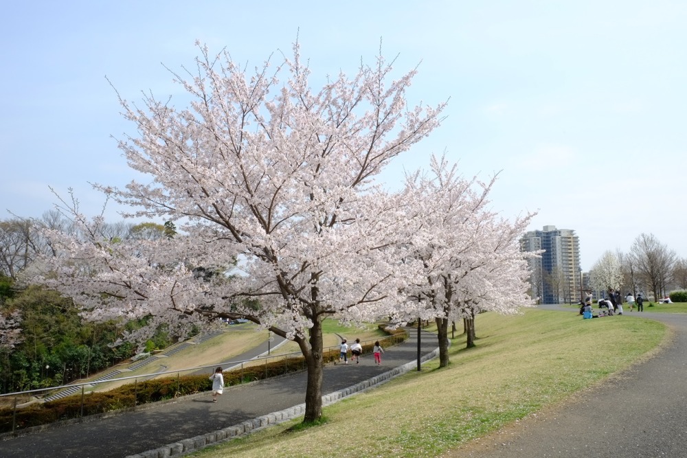 若葉台公園の桜