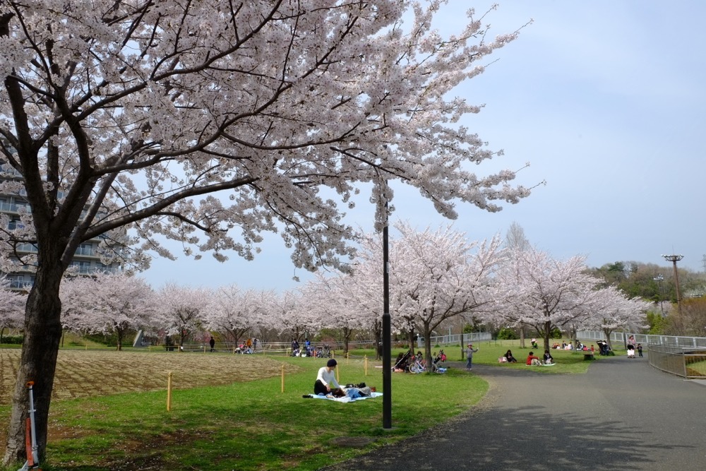 若葉台公園でのお花見