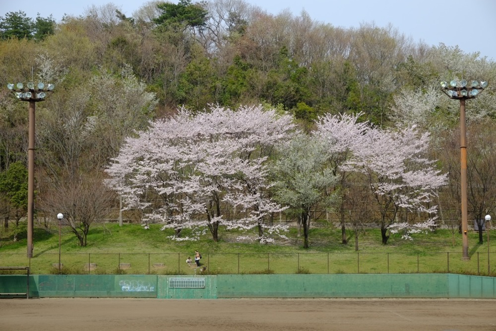 若葉台公園の桜