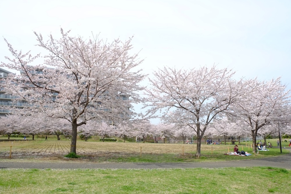 若葉台公園でのお花見