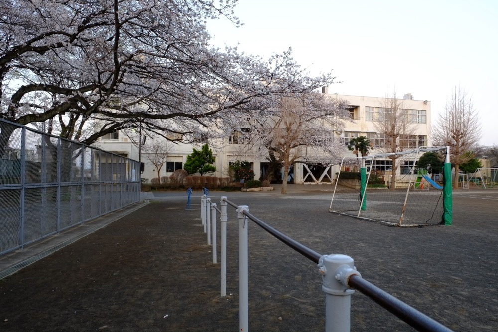 早朝の稲城市立稲城第二小学校 桜の木