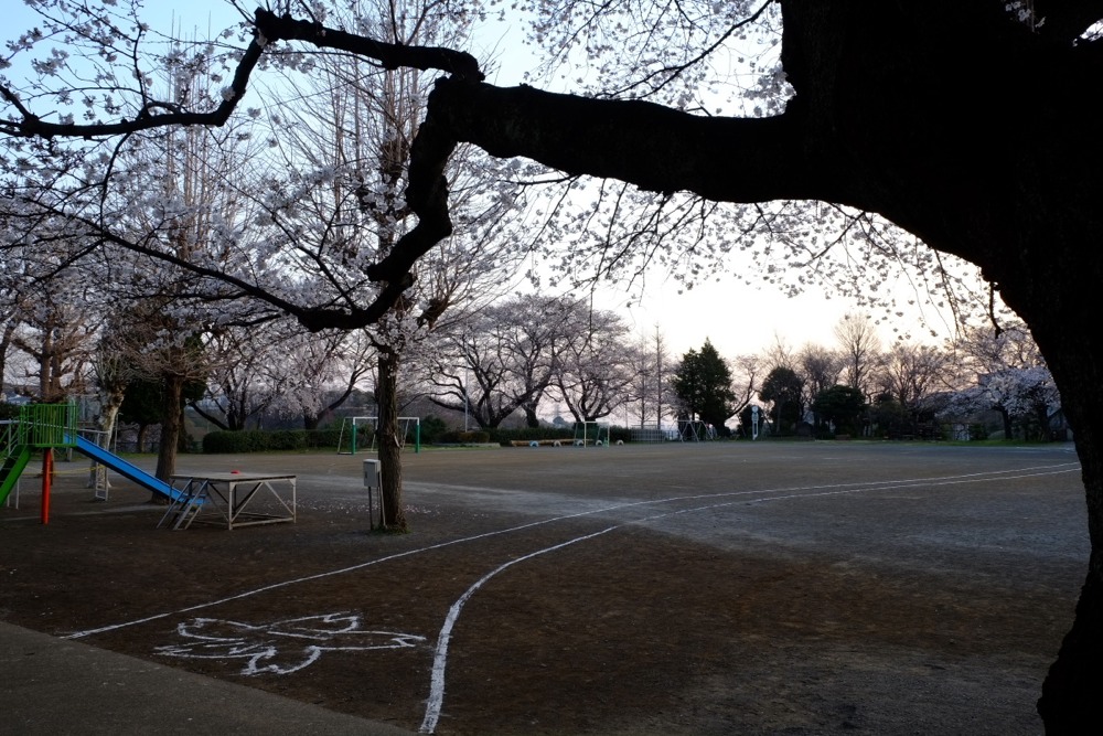 早朝の稲城市立稲城第二小学校 桜の木