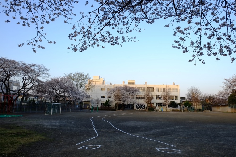 早朝の稲城市立稲城第二小学校 桜の木