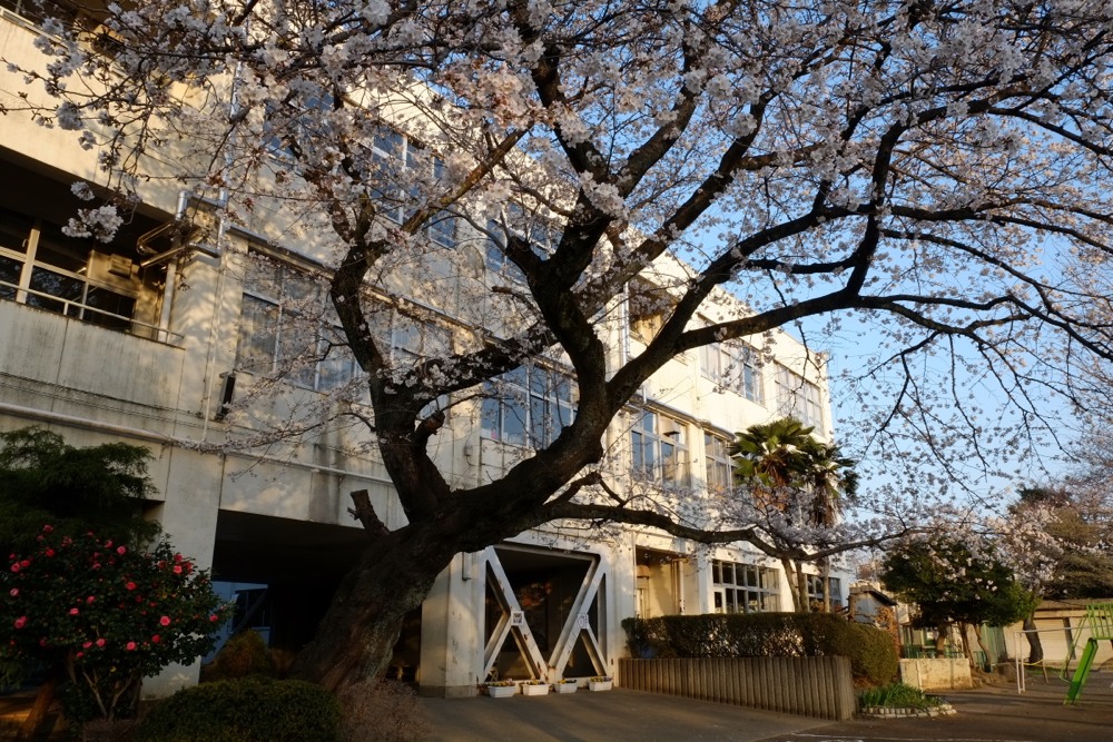 早朝の稲城市立稲城第二小学校 桜の木