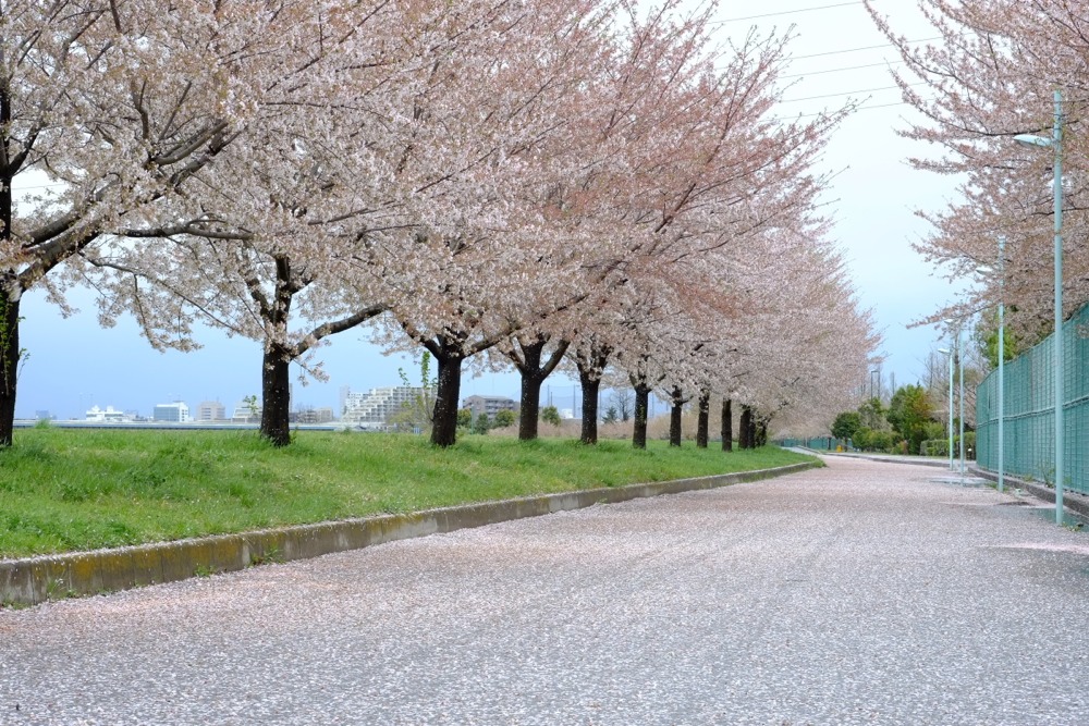 多摩川沿いの道 散った桜の花びら