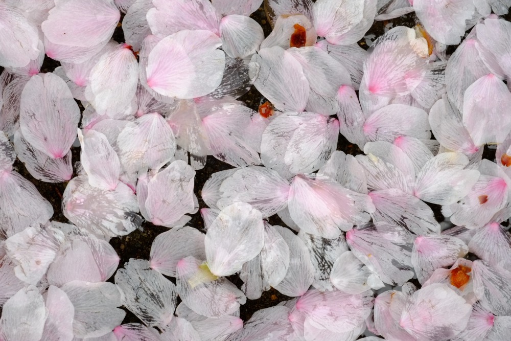 大雨強風で散った桜の花びら