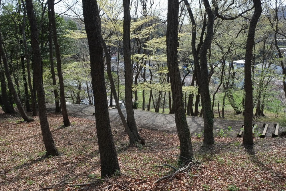 新緑が出始めてきた稲城中央公園の林