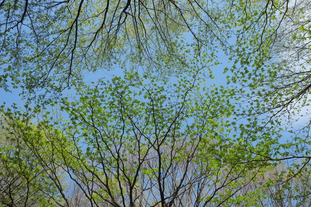 稲城中央公園の新緑