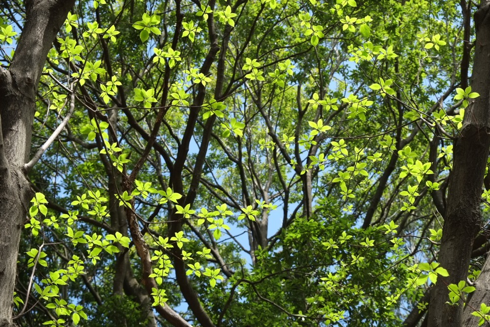 稲城中央公園の新緑