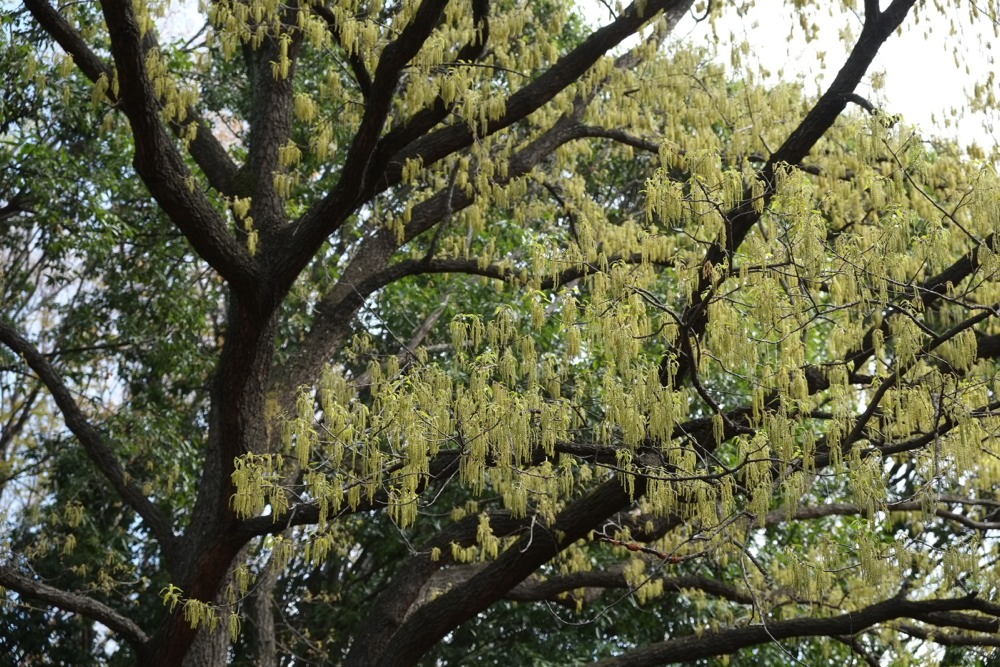 稲城中央公園の新緑