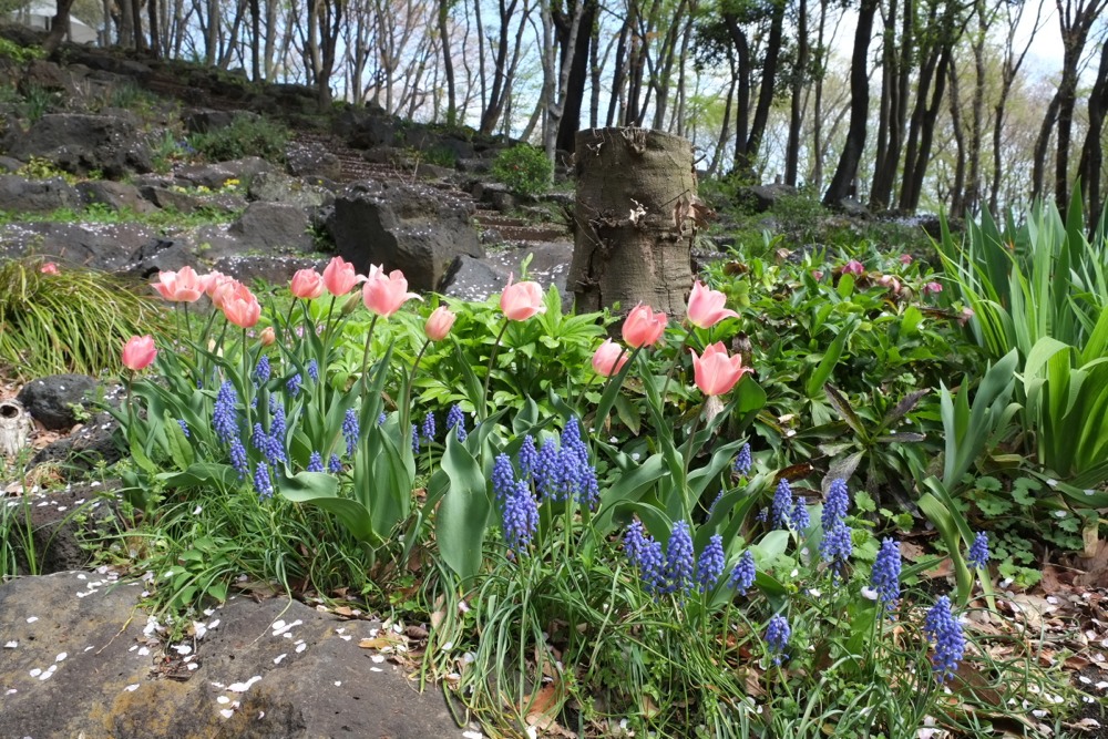 稲城中央公園 花壇のチューリップ