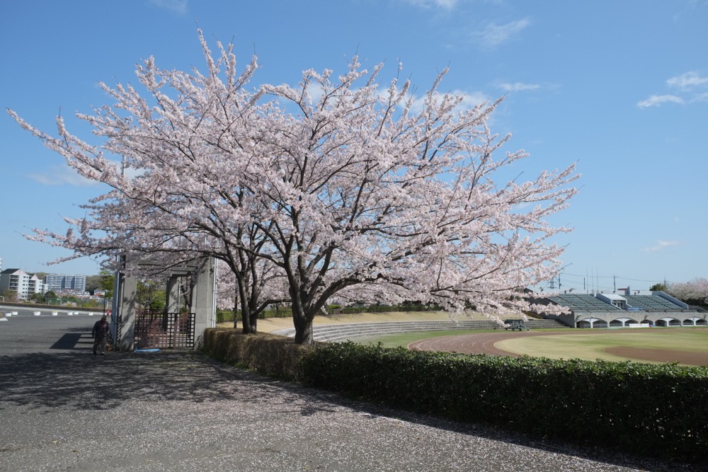 まだまだ綺麗な桜