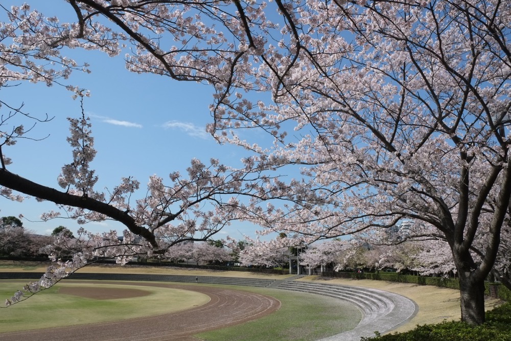 青空と桜