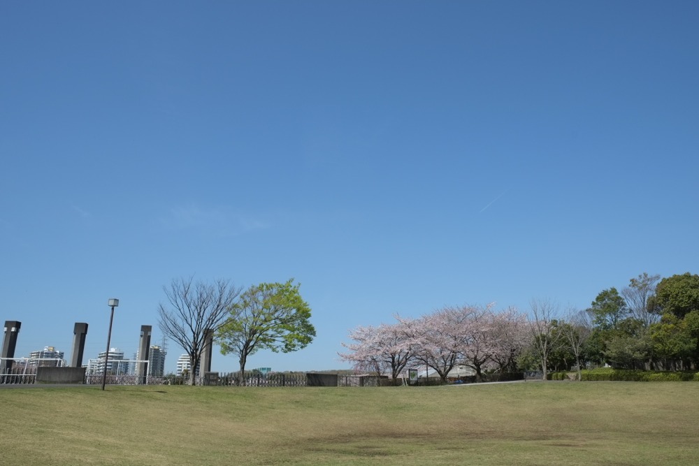 稲城中央公園の桜