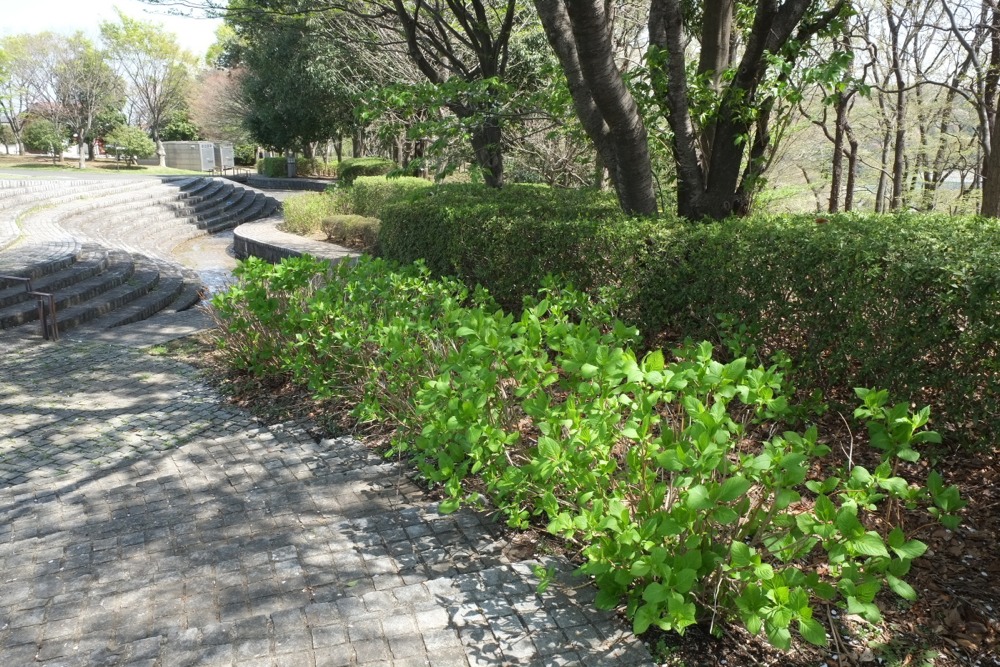 稲城中央公園の新緑