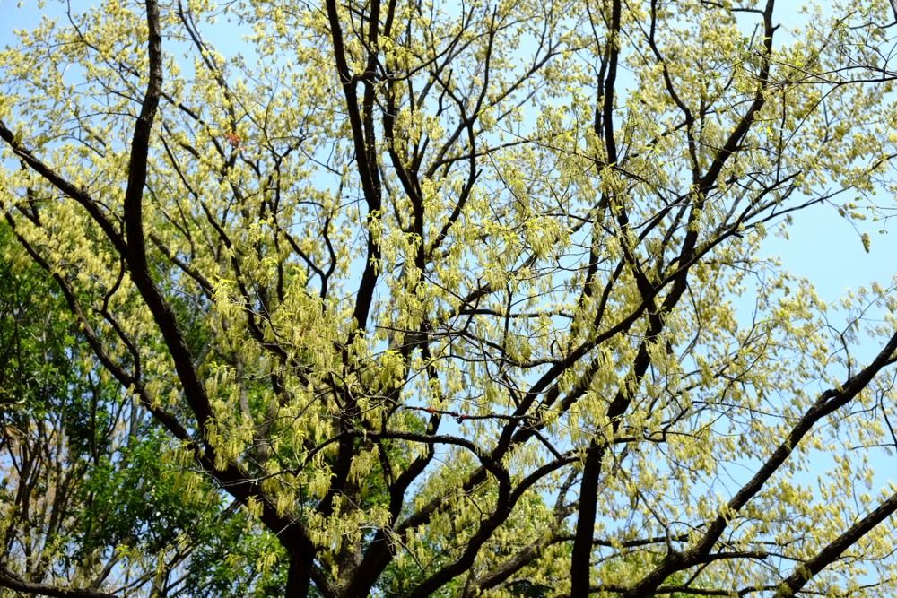 稲城中央公園 桜の巨木