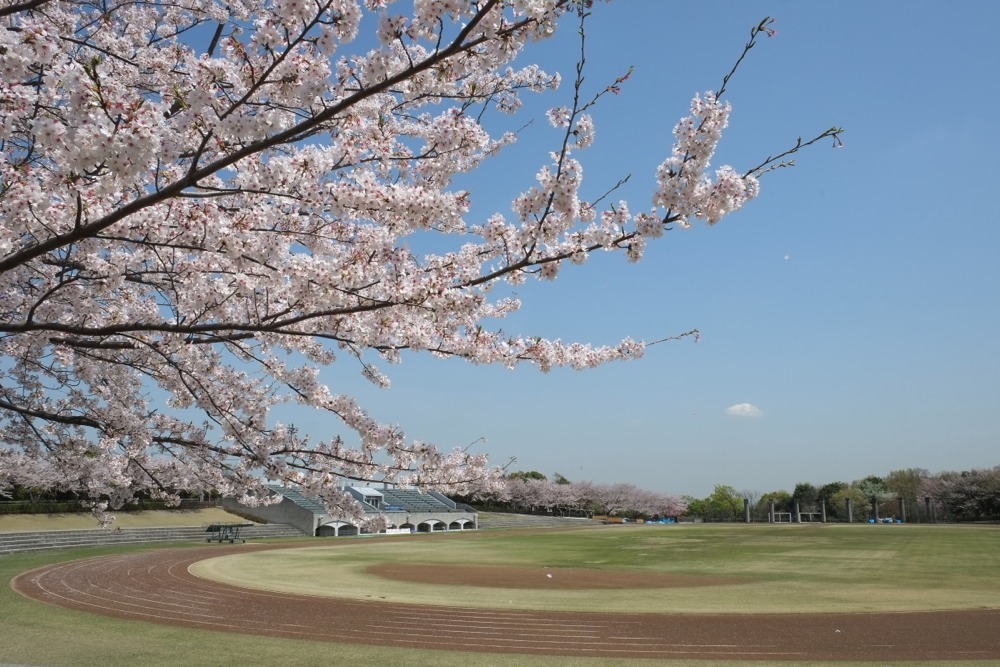 稲城中央公園の散る桜