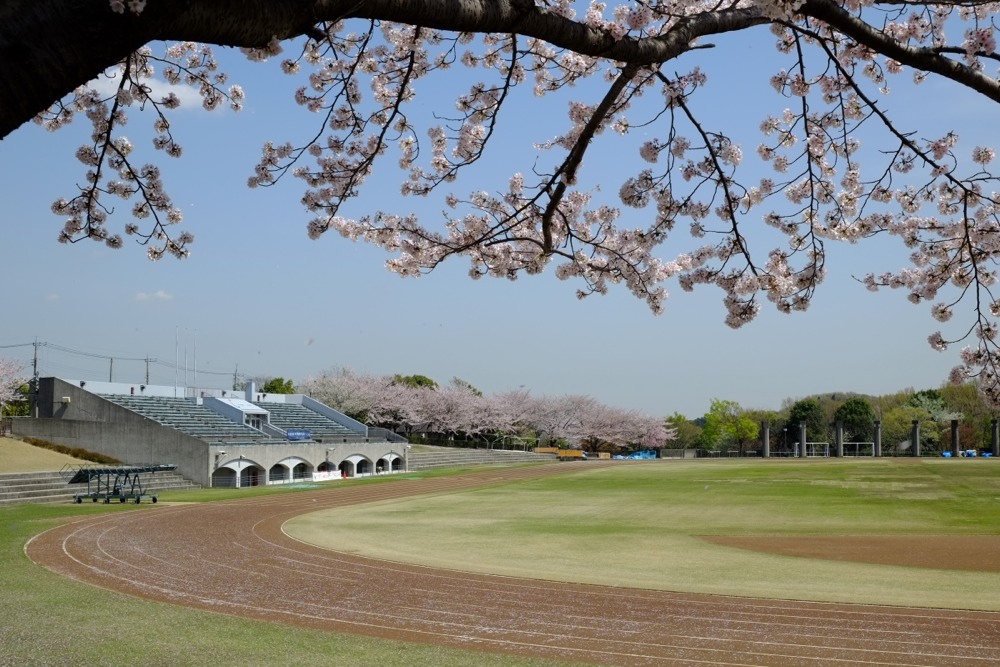 稲城中央公園の桜