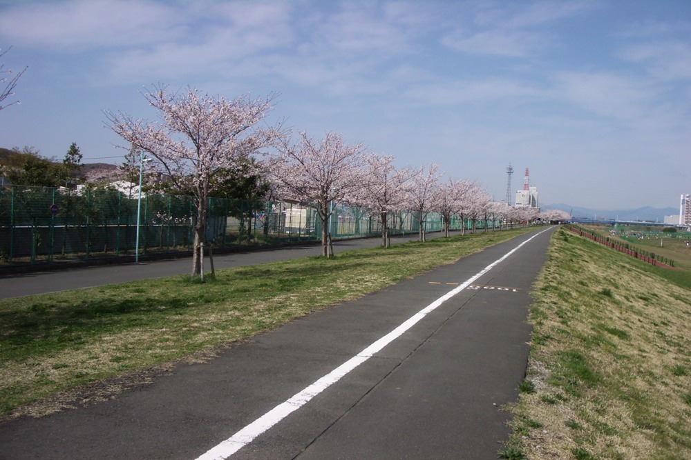 多摩川の桜並木