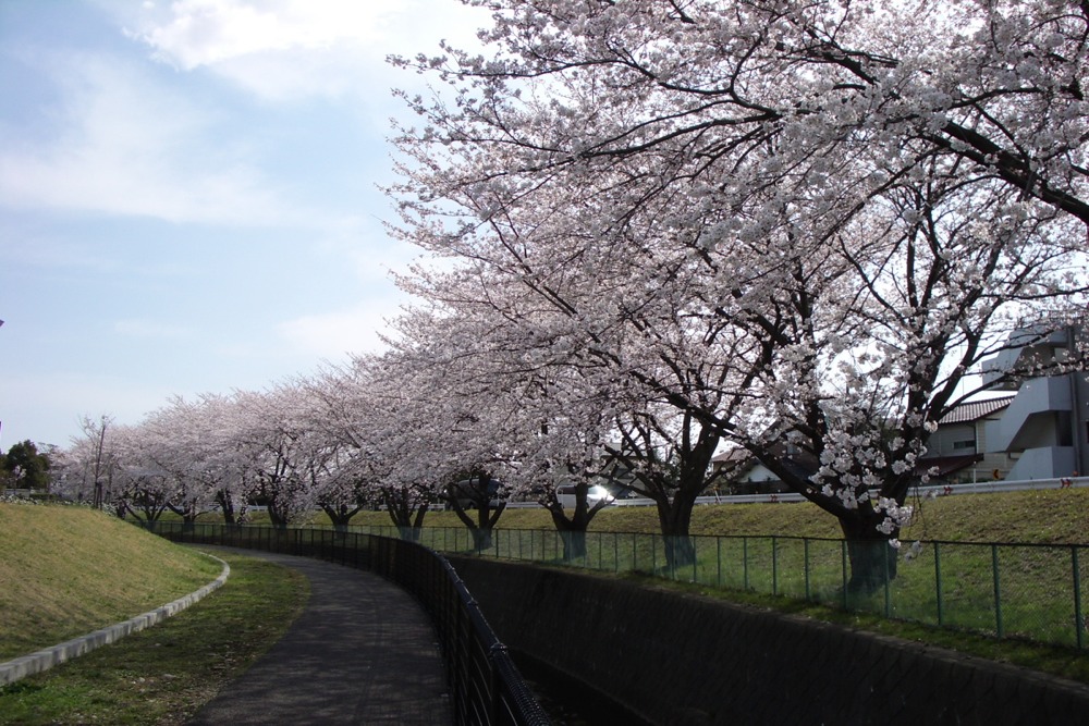 北緑地公園の桜並木