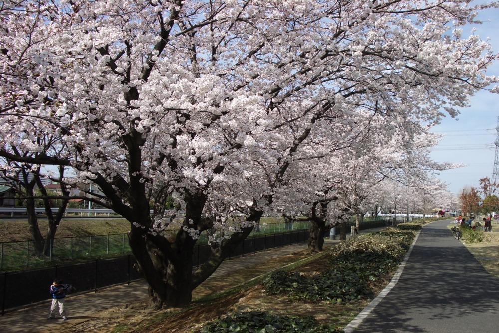 北緑地公園の桜並木