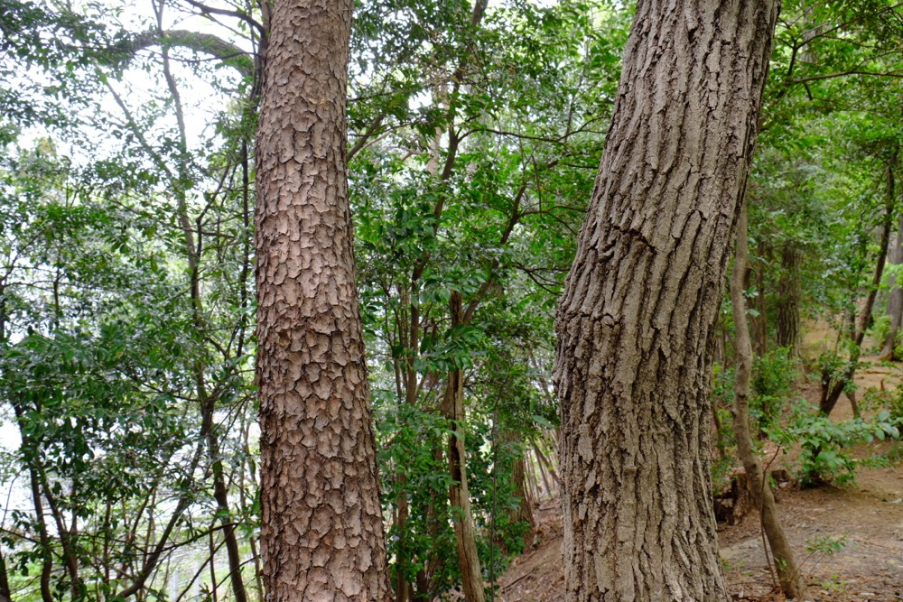 新緑の城山公園